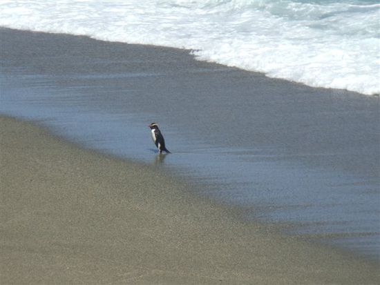 ....wirft einen letzten Blick zurueck zum Nest....