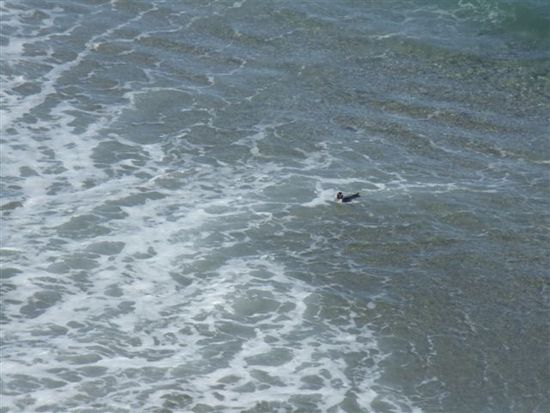 ....und taucht ab ins Meer