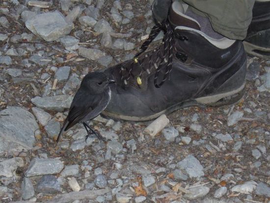 Der Tag beginnt gut. Ein kleiner Robin setzt sich auf Freds Schuh und pickt drauf rum. Als Belohnung gibts einen Regenwurm!