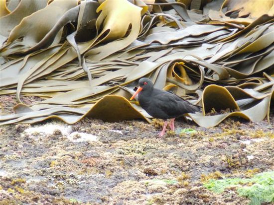 Oystercatcher
