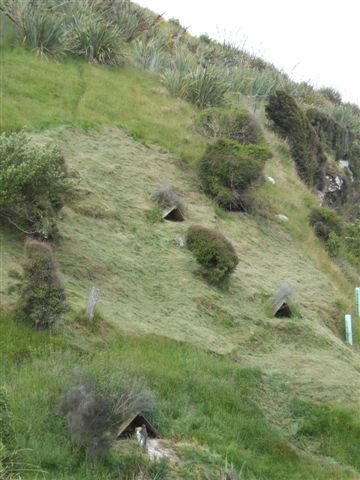 Die Nester der Tiere sind in der Regel in dichtem Unterholz verborgen. Die Pinguine hier scheinen jedoch die von der Organisation "Penguin Place" gebauten Holzhuetten zu bevorzugen.