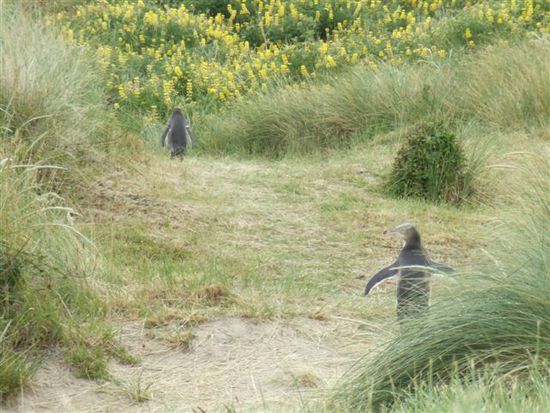 Papa Pinguin (links) macht sich auf den Weg ins Meer. Das ein Jahr alte Junge laeuft ihm hinterher....wie gesagt: learnig by doing!