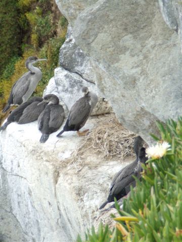 ...Shags