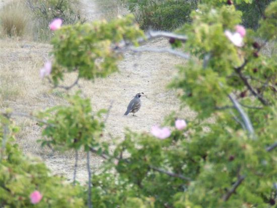 Wir nennen den lustigen Kollegen Anglervogel weil er eine Feder vor seinem Schnabel haengen hat und uns an den Anglerfisch erinnnert