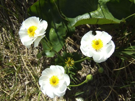 Mountain Buttercup