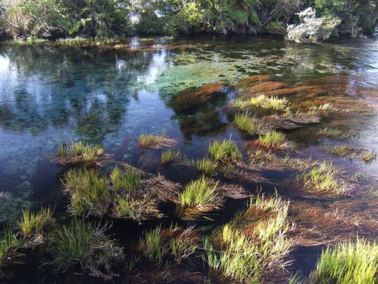 Pupu Springs - Das Wasser hier ist tatsaechlich unglaublich rein