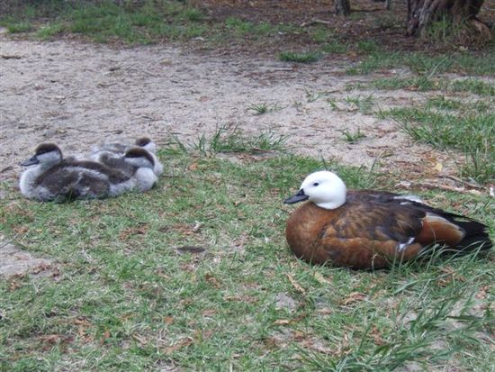 Paradise Shelduck