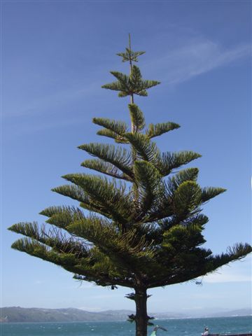 Das ist keine Weihnachtsbaum!!