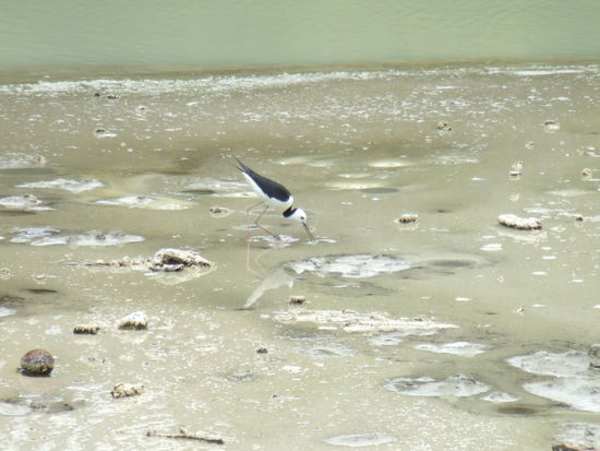 Dem Stelzenlaeufer scheint der viele Schwefel nichts auszumachen...