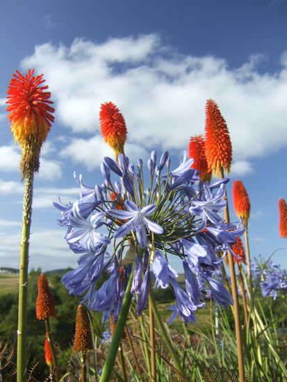 Red Hot Poker (Fackellilie) mit Agapanthus (Schmucklilien)...wirklich ein Traum und immer wieder am Strassenrand zu finden