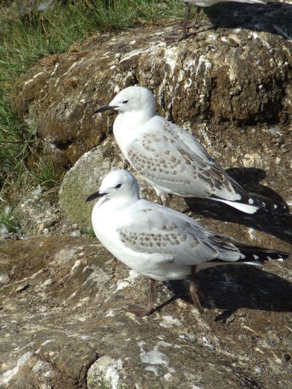 ...die einen recht wenig kuemmert waehrend...