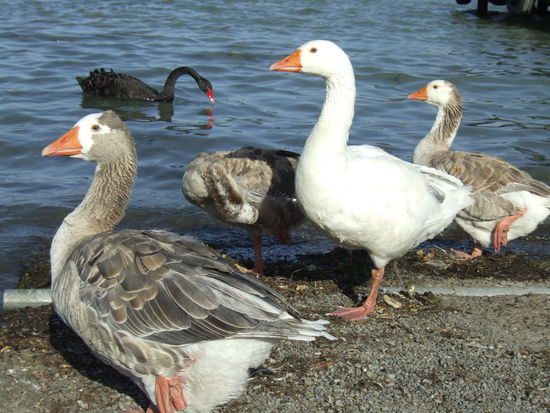 Auf einem Bein stehen! Das kann ich auch...