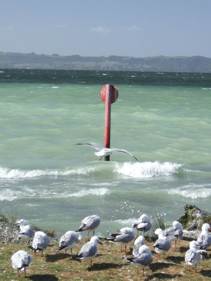 Am Seeufer von Rotorua legen Moewen gerne eine Ruhepause ein...