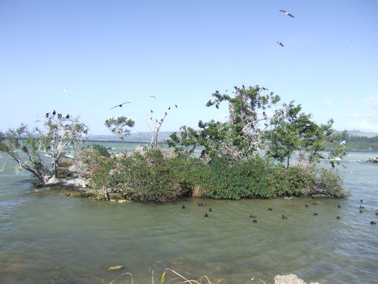 Wir entdecken bis zu 10 verschiedene Vogelarten hier auf dieser kleinen Insel!
