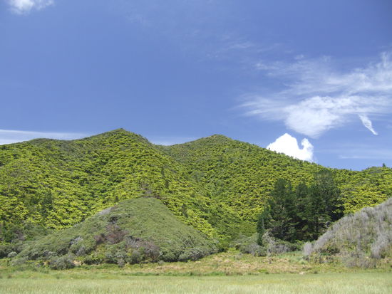 Der Farn ist einfach ueberall - er ist schon so etwas wie ein Wahrzeichen der Neuseelaender!