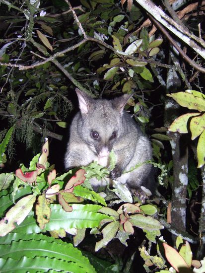 Obwohl die Possums uns den Schlaf rauben finden wir sie ziemlich liab und lustig! Sie sind auch ueberhaupt nicht scheu und verdammt neugierig.