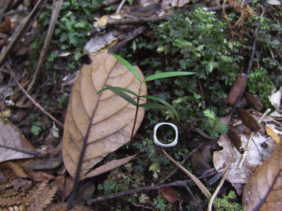 Ein Kauri-Sproessling mit geschaetzten 12 Monaten!