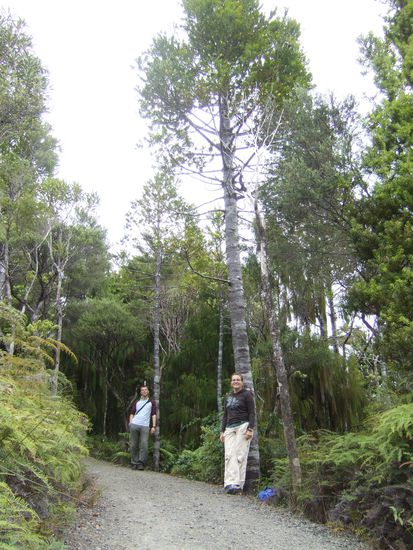 Die beiden Kauris sind um die 40/50 Jahre