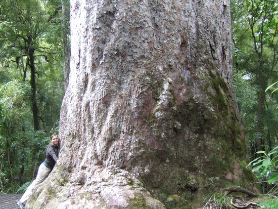 Yakas - Mit 12,3m Durchmesser einer der 'dicksten' Kauris - Sein Alter duerfte bei ungefaehr 2000 Jahren liegen !!!!