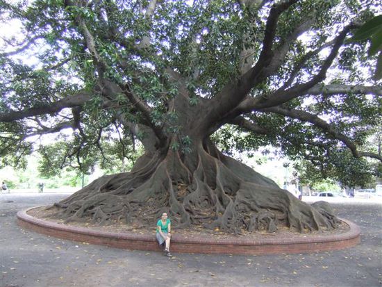 Ombú Baum mitten in der Stadt
