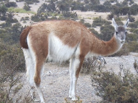 Zwischen den Pinguinen sieht man Guanacos grasen