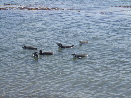 Pinguine - mal im Wasser