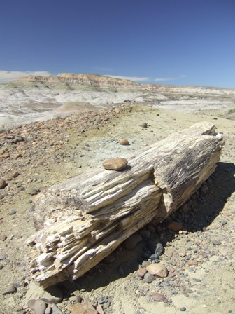 Mal wieder versteinertes Holz