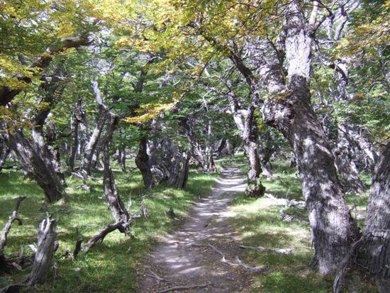 Der Nationalpark ist voller Lenga-Waelder