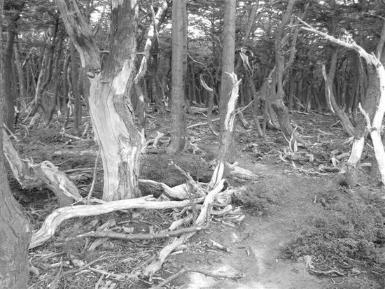 Der Weg fuehrte wieder durch einen Wald voller Lenga-Baeume. Unglaublich viele tote Baeume sind hier zu sehen. Laut Hugo bedingt durch einen Wurm, der sich durch das immer waermer werdende Klima mehr und mehr ausbreitet.