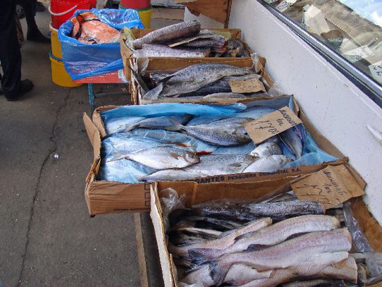 Fisch gefällig? Kilo ab 2 Euronen ...