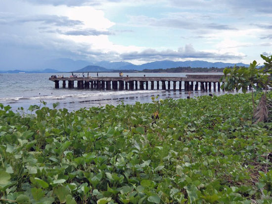 Mangroven an diesem Strandabschnitt von Digos