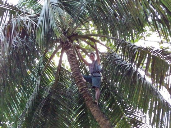 Der Besteiger der Palme