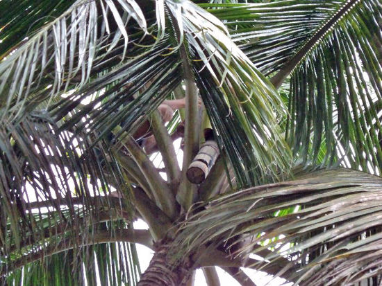In dieses Gefäß soll der Palmwein Tuba reinfließen