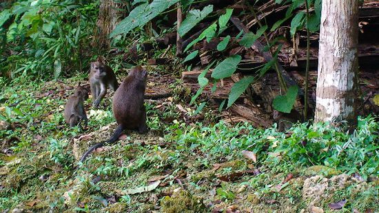 ausgewilderte Affen