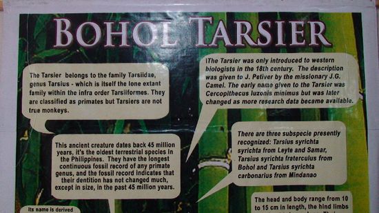 Erläuterungen zu den Tarsiers