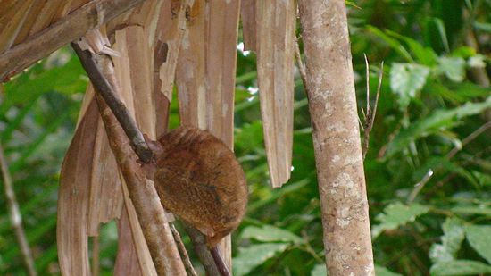 Tarsier in freier Natur im Tarsier Sanctuary