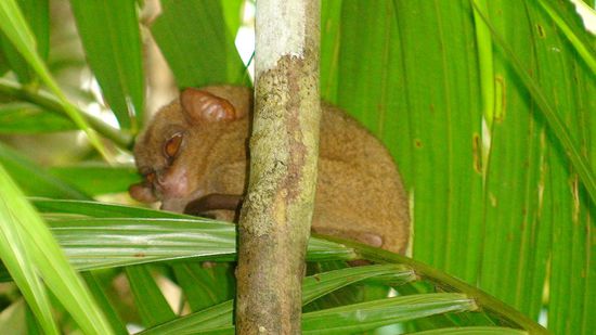 Tarsier schlafend tagsüber