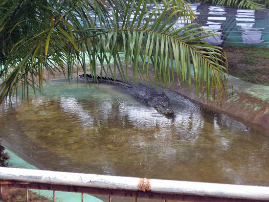 Das ist Lolong in seiner Gefangenschaft, ca. 7 Meter lang, ca. 1 Tonne schwer ...