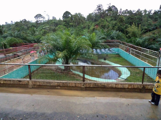 Lolong's Pool