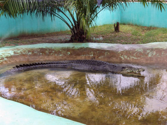Lolong in voller Pracht und Schönheit