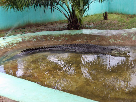 Er ist ein Prachtkerl von Krokodil