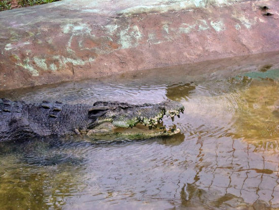 Das offene Maul ist wohl eine Drohgebärde wegen der vielen Menschen an jenem Sonntag.