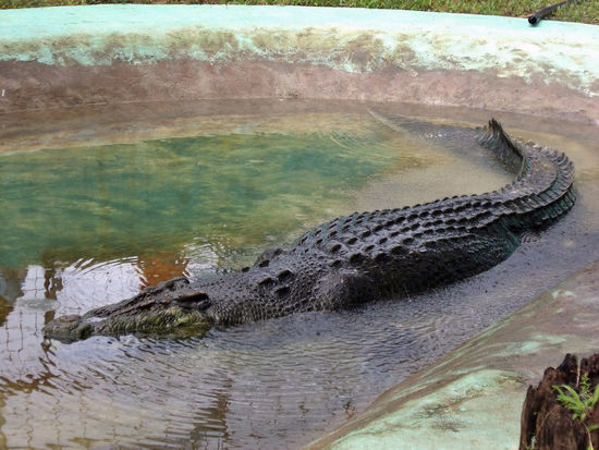 So sieht er schon friedlicher aus.