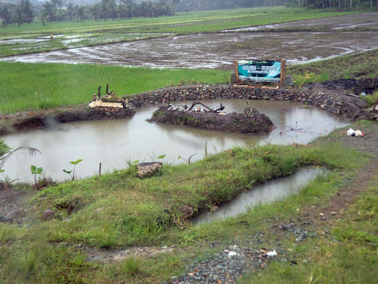 Die Umgebung der Agusan Marsh