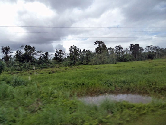 Wasserbüffel lieben solche sumpfigen Tümpel.