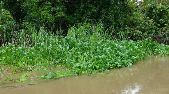 Immer wieder behindern uns diese Schlingpflanzen.