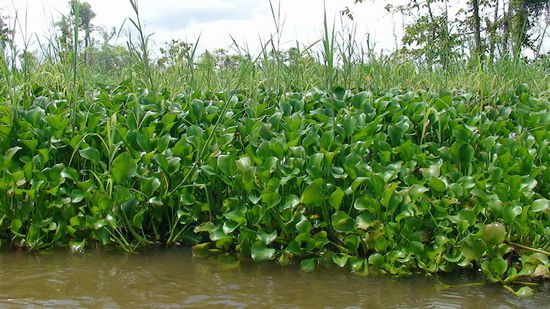 Wir sind dem Ende der "grünen Hölle" nahe.