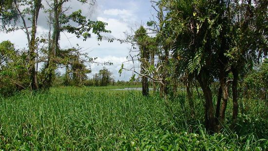 Was vom Dschungel der Agusan Marsh an Landschaft noch übrig geblieben ist.