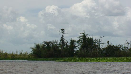 Das ist die Welt, in der diese Krokodile leben.