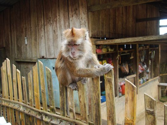 Er ließ sich sogar die Hand äh Pfote schütteln! Nur nachts sollen die Affen etwas stören, wegen Lärm! Aber daran haben sich hier alle bestens gewöhnt.